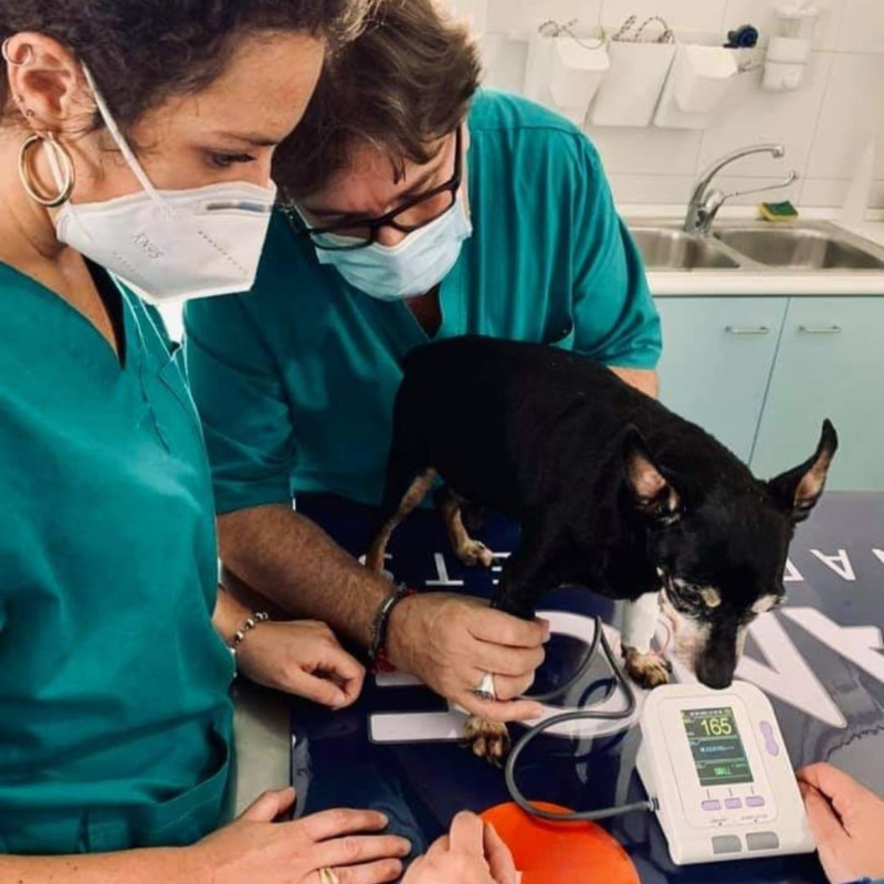 Veterinari con cane piccolo e macchinario Veterinari di Vet Village Napoli che misurano i parametri vitali a un cane con macchinario