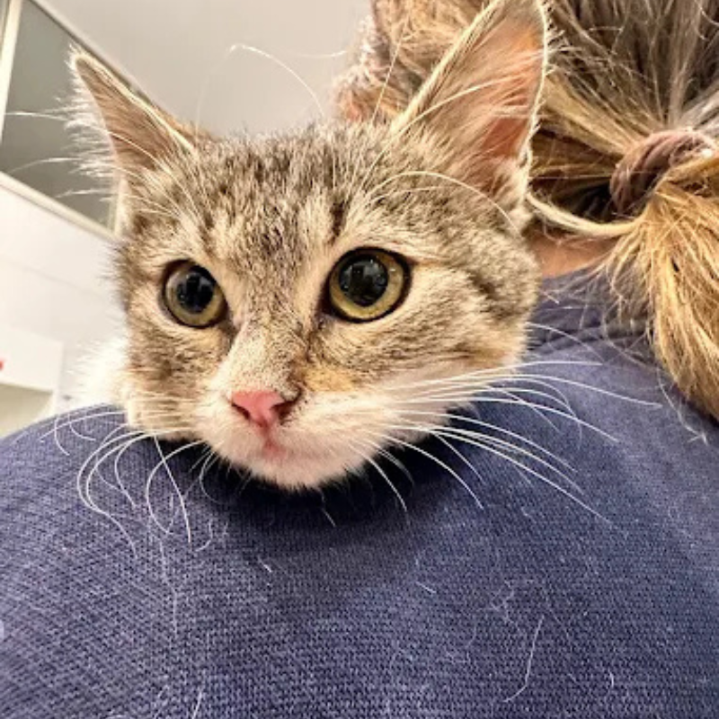 Gattino in braccio Gattino accolto e curato alla clinica veterinaria Vet Village Napoli