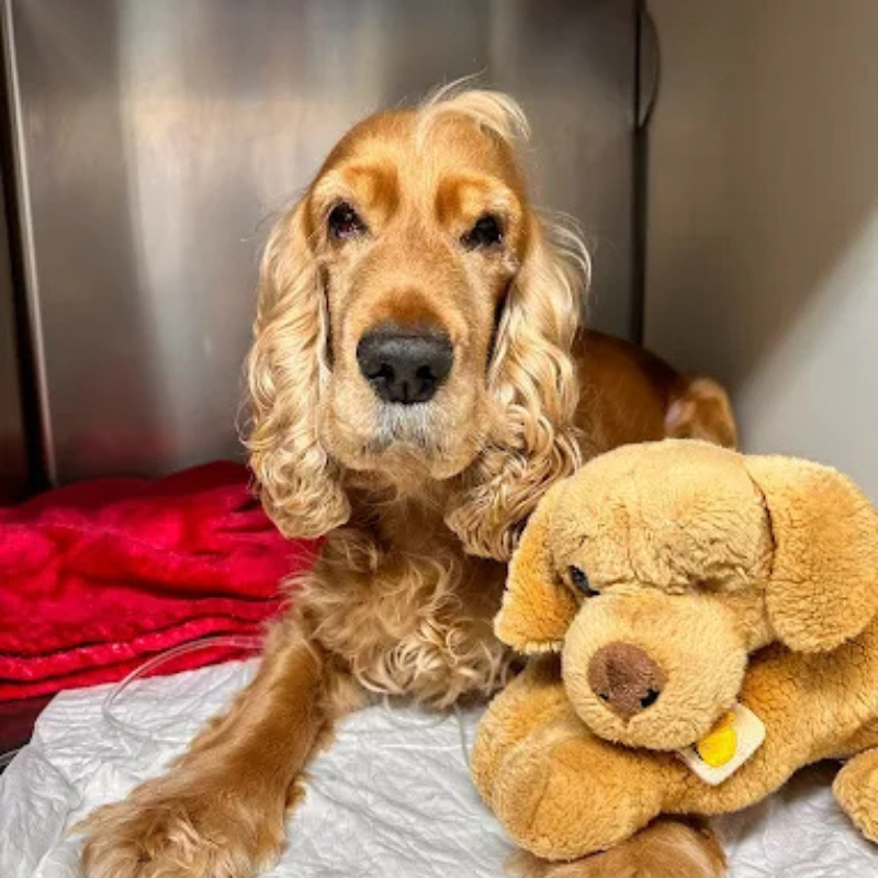Cane con peluche (Cocker Spaniel) Cocker Spaniel in osservazione presso Vet Village Napoli con peluche accanto