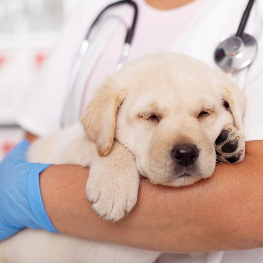 Cute labrador puppy dog asleep in the arms of veterinary healthcare professional