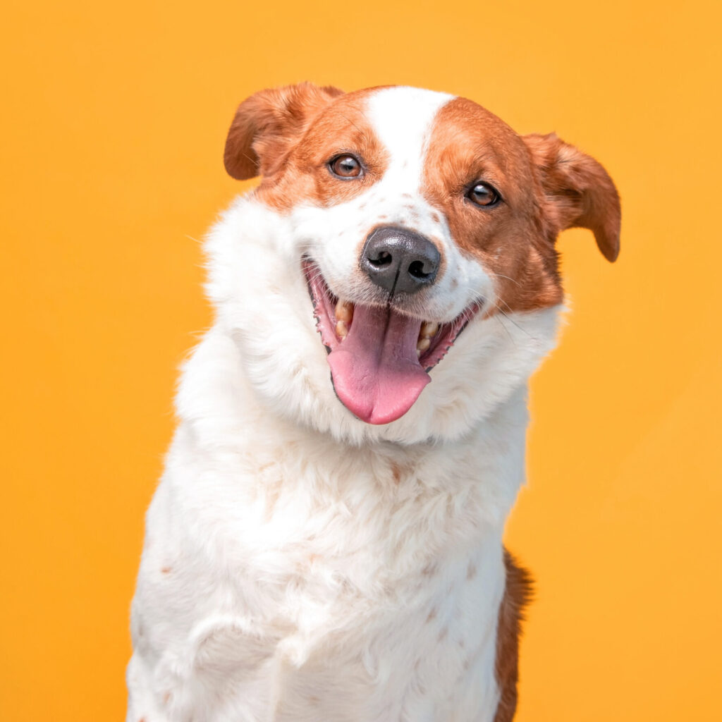 studio shot of a cute dog on an isolated background