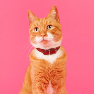 Red cat on pink background