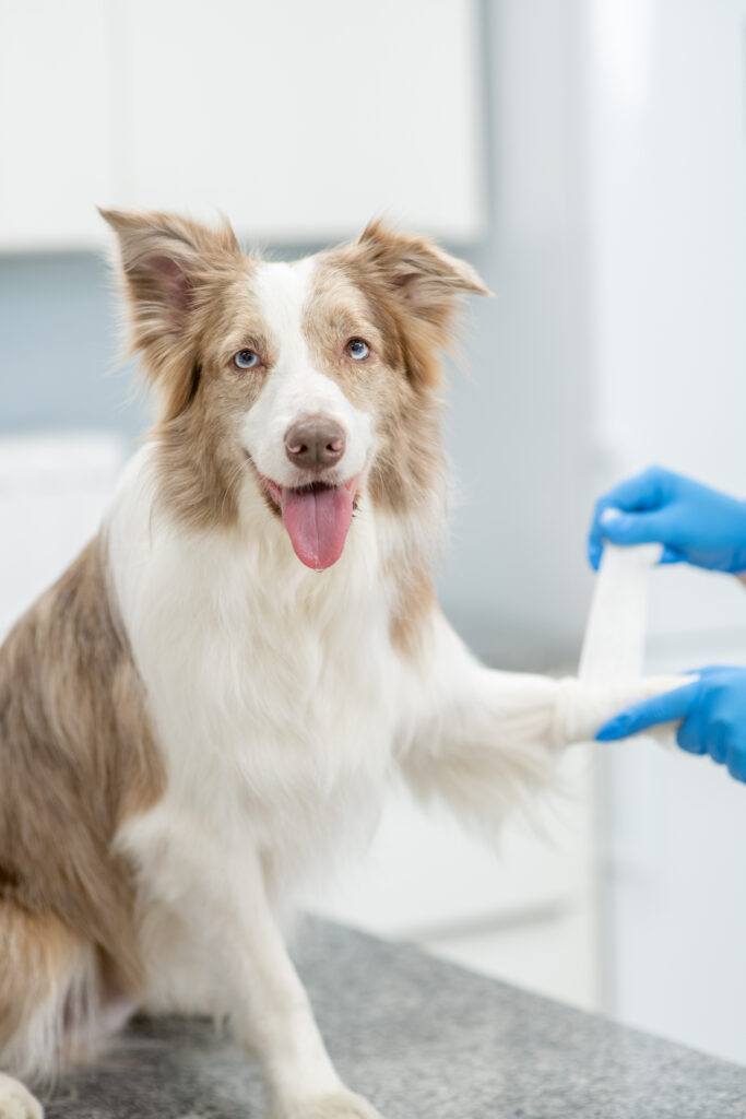 Il medico veterinario benda la zampa di un cane